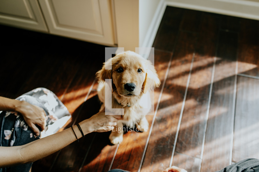 golden retriever puppy looking up at the camera 