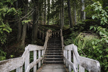 dark forest with wooden walkway