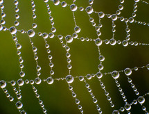 dew drops on a spider web