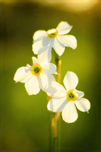 white flowers in sunlight 