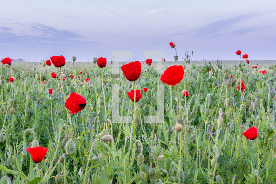 red poppies 