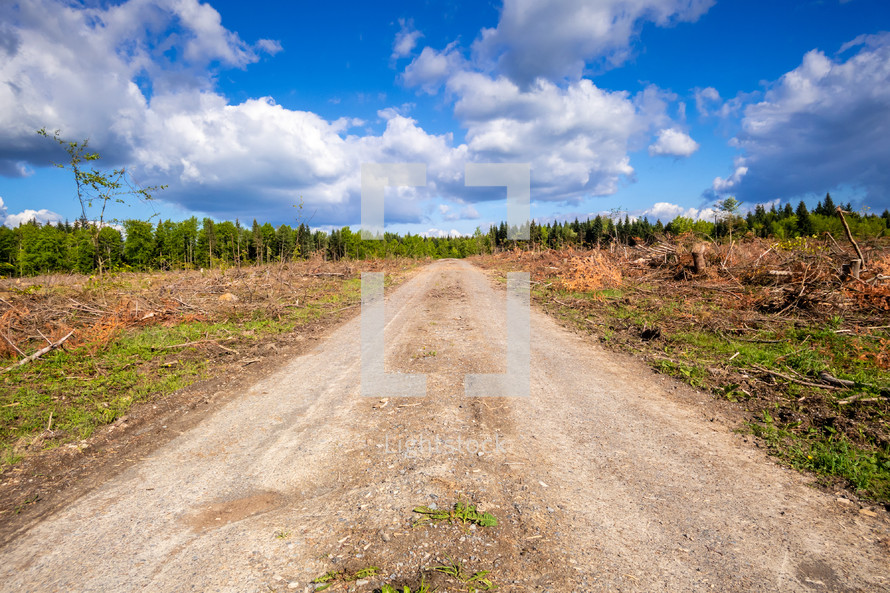 dirt road through a cleared forest 