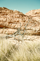 dead tree in a canyon 