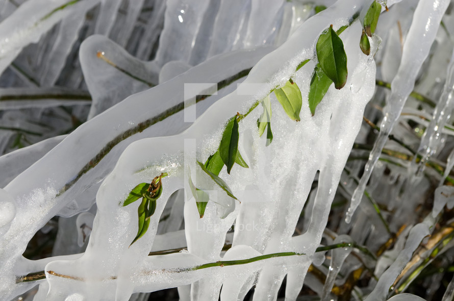 ice on plants 