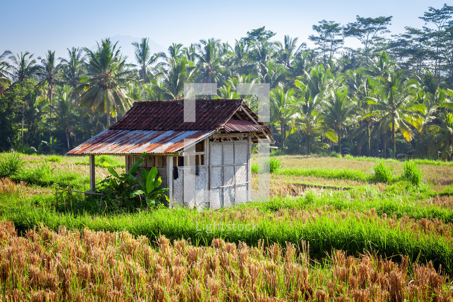 rice fields in Bali 
