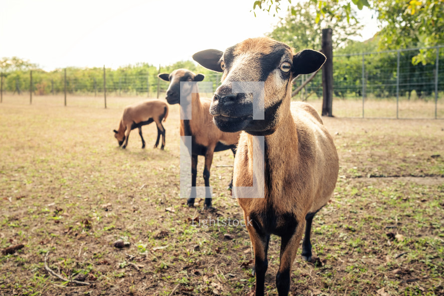 goats on a farm 