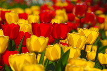 red and yellow tulip flowers 