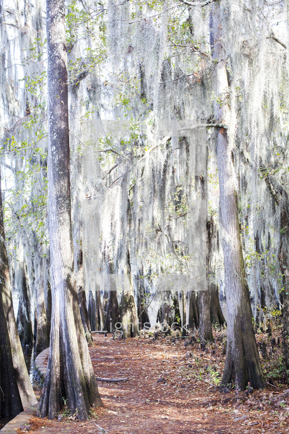 cypress trees in a bayou