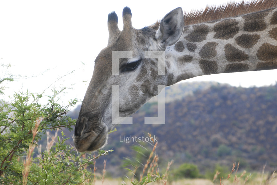 giraffe eating from the top of an acacia thorn tree