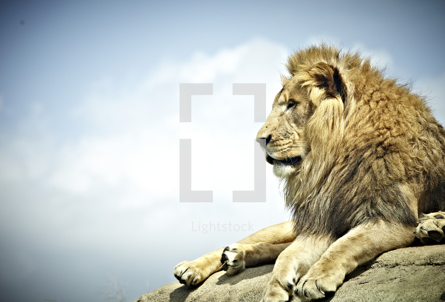 A lion rests on a large rock.