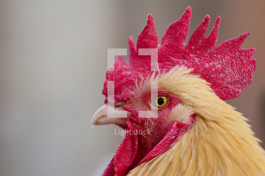 Closeup of rooster