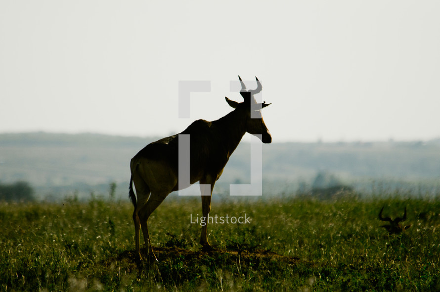 Wild antelope