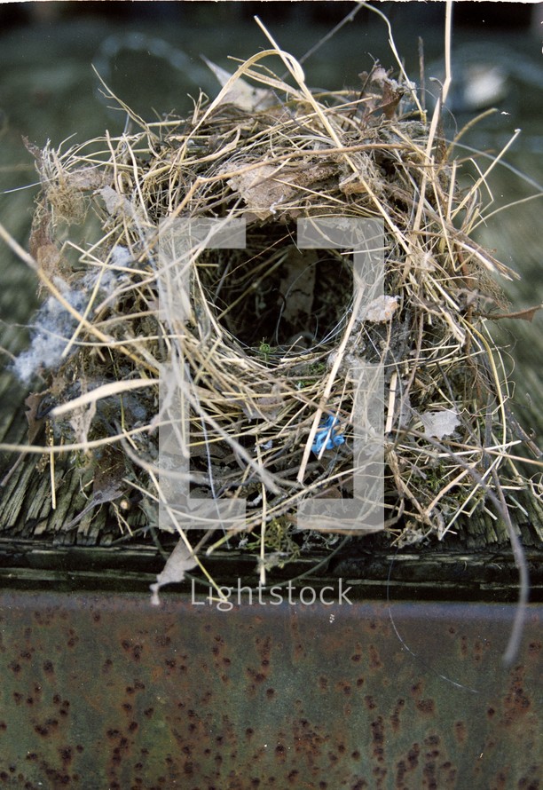 birds nest