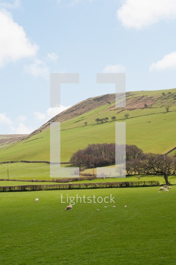 hillside with sheep grazing in field