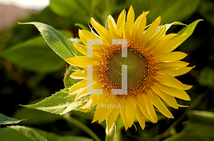 A yellow sunflower