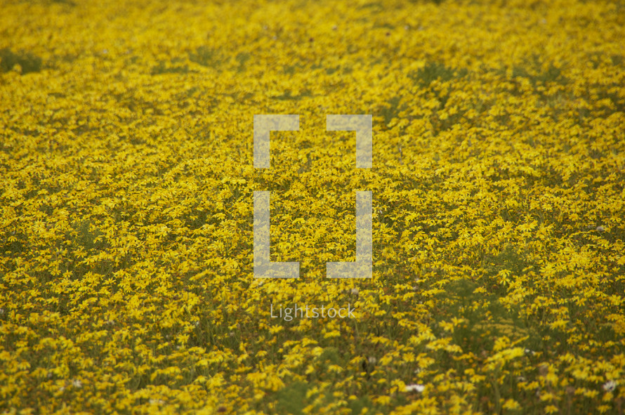A field of thousands of yellow flowers