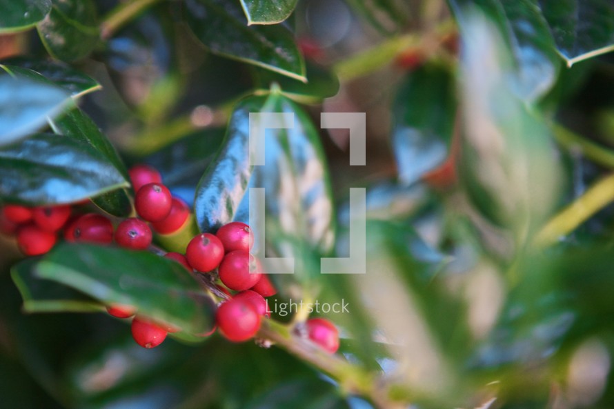 red holly berries