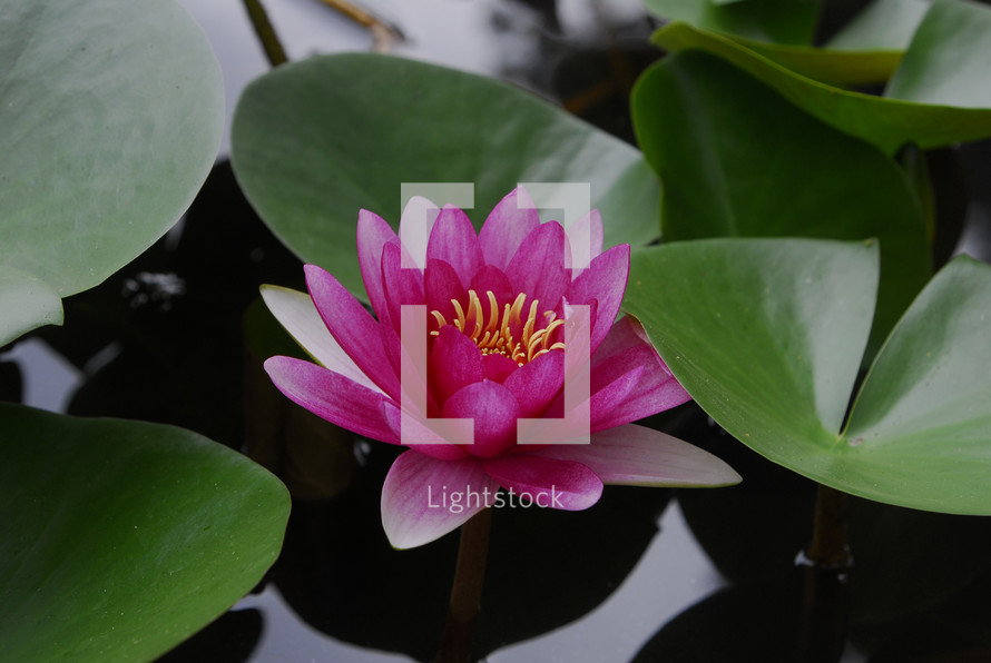 Exotic Lotus Flower (often mistakenly called a water lily).