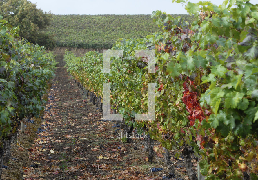 grapevines in rows in a grape vineyard