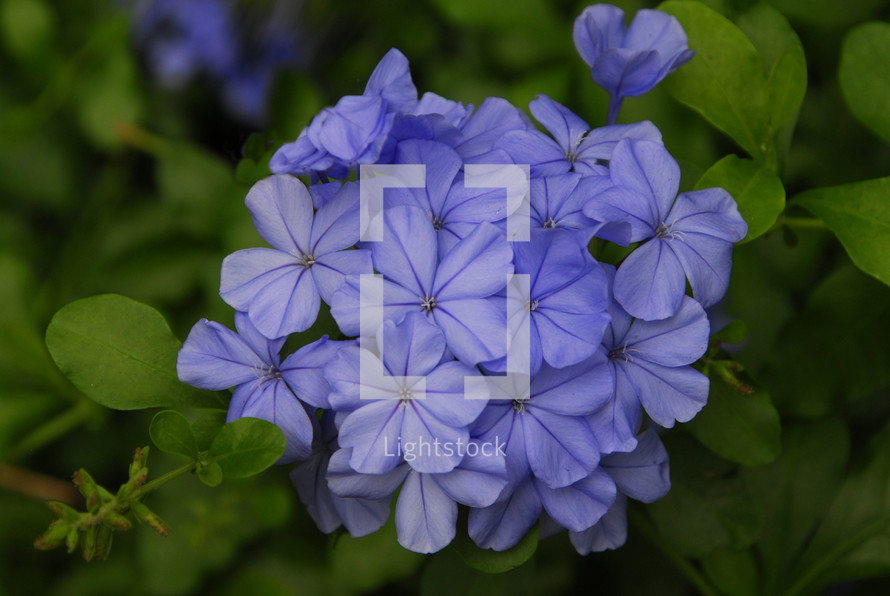 Blue /Purple flowers