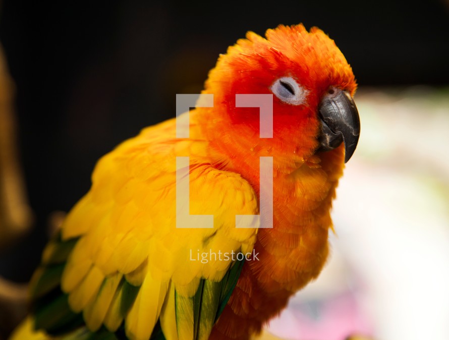 sun conure bird fluffing its feathers