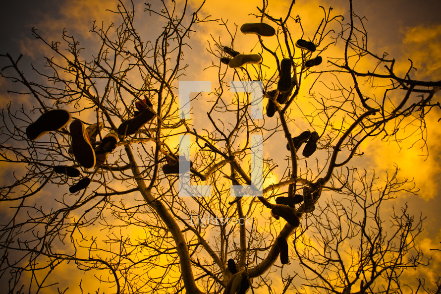 Shoes hanging from a leafless tree.
