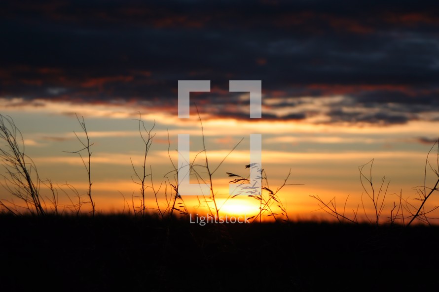 sunset on grass in a field 