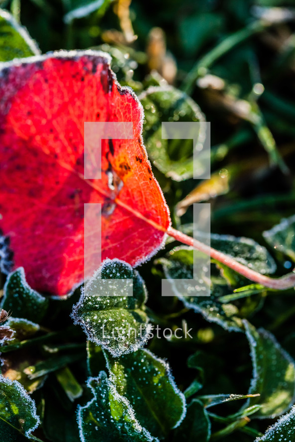A red leaf among green leaves shining frozen with morning frost