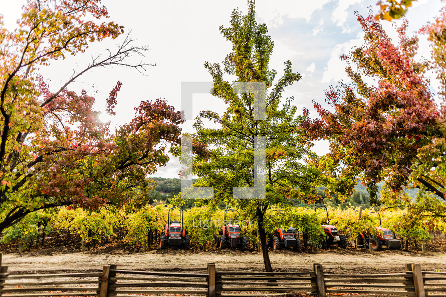 Four orange tractors sitting in vineyard beghind trees and wooden fence fall harvest napa valley California 