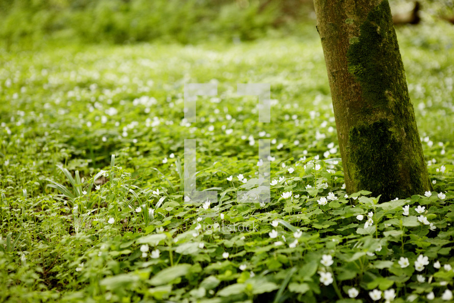 green foliage on a forest floor