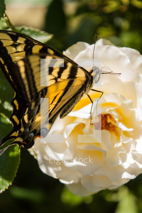 Butterfly on a camellia flower