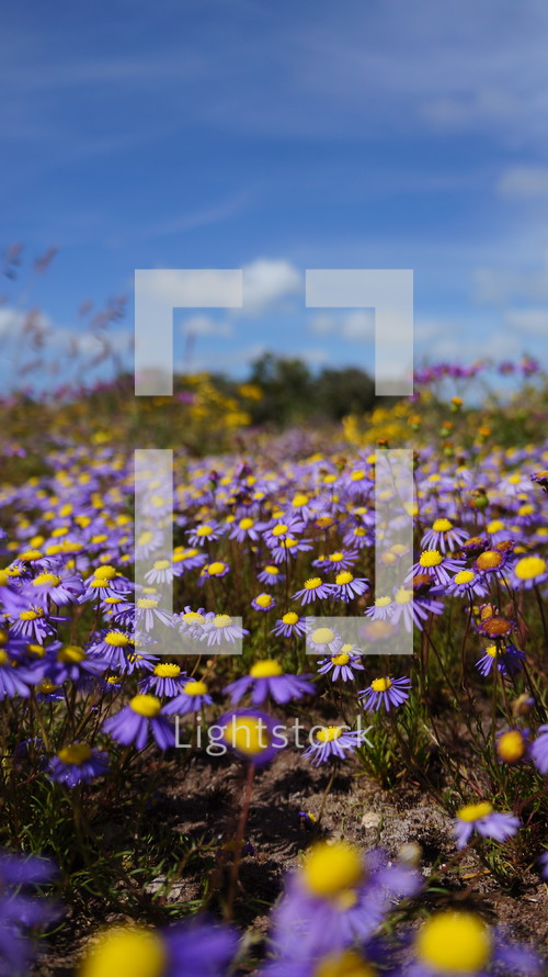 Field of purple daisies with yellow centers on hillside with blue sky.