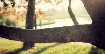 Horizontal branch of a tree with natural background.