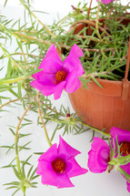 Moss Rose Portulaca grandiflora in pots to hang on white background.