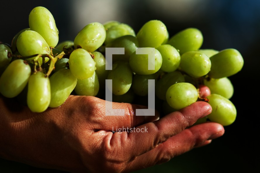 Green grapes being lifted upward - resting in hands