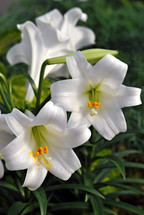 White Easter lilies.