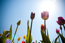 sunlight shining on tulips