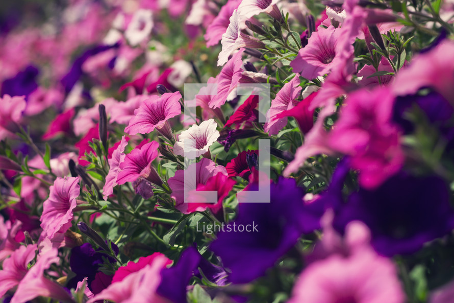 pink and purple flowers in a flower bed 