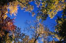 looking up at autumn trees 