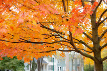 orange leaves on a tree in fall in a neighborhood 