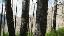 Pine trees burned by fire.