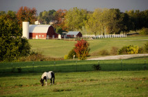 A horse in a field with a barn.