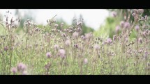 Wildflowers in a Serene Field