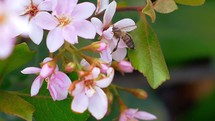 bees on pink spring flowers 