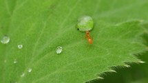 Red ant walking past water droplets on leaf. Macro insect in nature