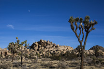 trees and rock formations in a desert 