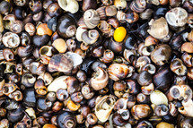 shells background 