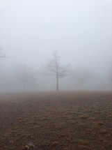 trees through the fog