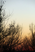 branches of winter trees at sunset 