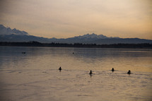 distant snow capped mountains across a lake and ducks 